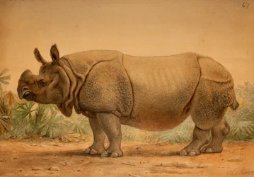 Indian Rhinoceros